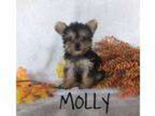 Mutt Puppy for sale in Glenwood, AR, USA