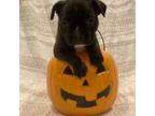 French Bulldog Puppy for sale in Bradenton, FL, USA
