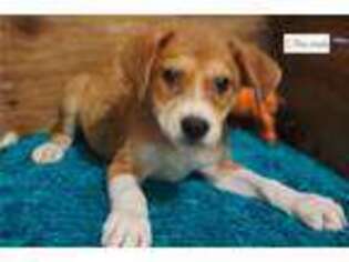 Mutt Puppy for sale in Jonesboro, AR, USA