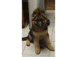 German Shepherd Dog Puppy for sale in Okmulgee, OK, USA