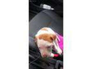 American Bulldog Puppy for sale in Dorchester, MA, USA