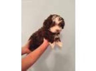 Havanese Puppy for sale in Trinity, NC, USA