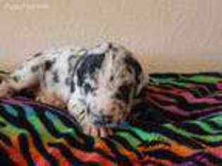 Great Dane Puppy for sale in Seligman, MO, USA