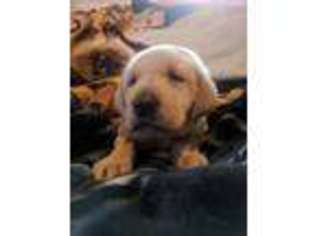 Labrador Retriever Puppy for sale in Hogansville, GA, USA