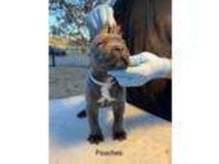 Cane Corso Puppy for sale in Grand Prairie, TX, USA