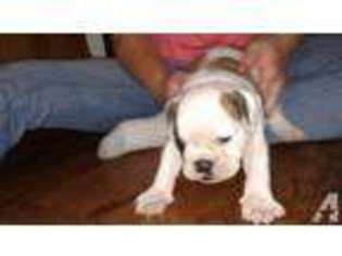Bulldog Puppy for sale in ARLINGTON, WA, USA