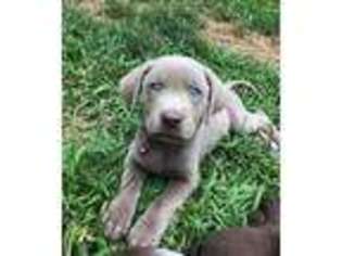 Labrador Retriever Puppy for sale in Fairview, WV, USA