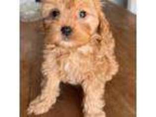 Cavapoo Puppy for sale in Georgetown, TX, USA