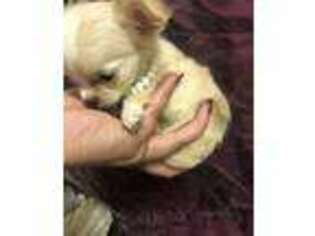 Chihuahua Puppy for sale in Miami, FL, USA