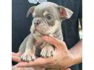 Bulldog Puppy for sale in Los Angeles, CA, USA