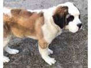Saint Bernard Puppy for sale in Live Oak, FL, USA