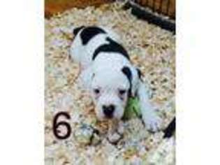 American Bulldog Puppy for sale in LAWRENCEBURG, TN, USA