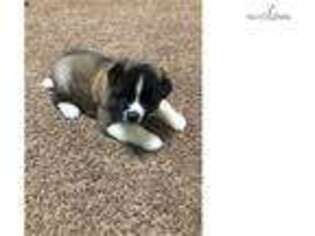 Akita Puppy for sale in Bemidji, MN, USA