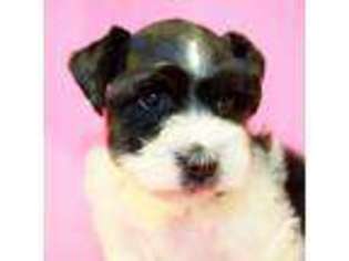 Mutt Puppy for sale in ROCKDALE, TX, USA