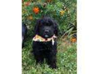 Mutt Puppy for sale in Wallingford, KY, USA