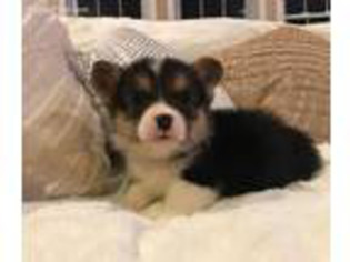 Pembroke Welsh Corgi Puppy for sale in Cleveland, OH, USA
