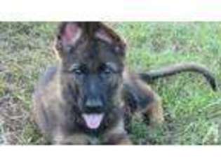 German Shepherd Dog Puppy for sale in WESTVILLE, FL, USA