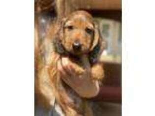 Dachshund Puppy for sale in Oneonta, AL, USA