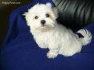 Maltese Puppy for sale in Tonica, IL, USA