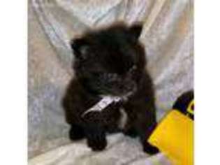 Pomeranian Puppy for sale in Barnett, MO, USA