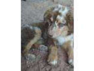 Australian Shepherd Puppy for sale in Montrose, CO, USA