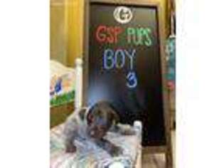 German Shorthaired Pointer Puppy for sale in Weslaco, TX, USA