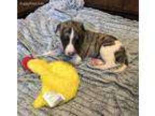 Whippet Puppy for sale in Longview, TX, USA
