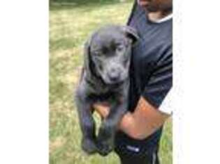Labrador Retriever Puppy for sale in Fishers, IN, USA