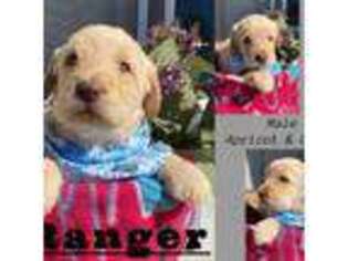 Labrador Retriever Puppy for sale in Morrowville, KS, USA