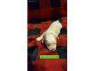 Cavachon Puppy for sale in Claremore, OK, USA
