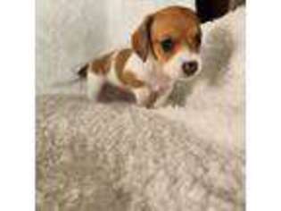 Dachshund Puppy for sale in Torrance, CA, USA