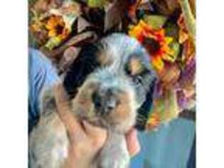 English Springer Spaniel Puppy for sale in Mobile, AL, USA