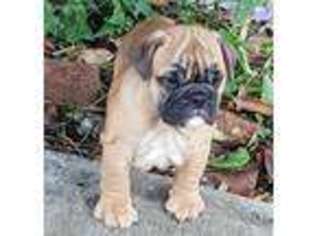 Bulldog Puppy for sale in Bessemer, AL, USA