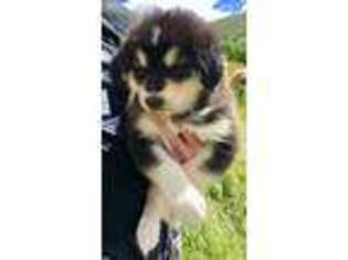 Alaskan Malamute Puppy for sale in Rigby, ID, USA