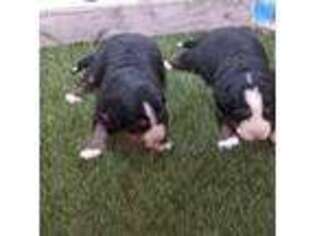 Bernese Mountain Dog Puppy for sale in Beaumont, CA, USA
