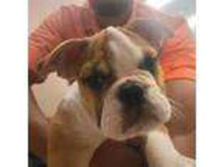 Bulldog Puppy for sale in Auburn Hills, MI, USA