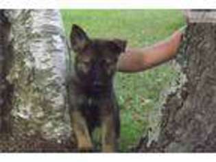 German Shepherd Dog Puppy for sale in Bemidji, MN, USA