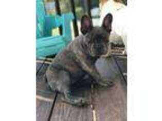 French Bulldog Puppy for sale in Greeneville, TN, USA