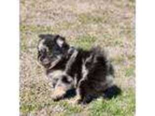 Pomeranian Puppy for sale in Sallisaw, OK, USA