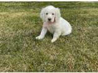 Clumber Spaniel Puppy for sale in Exline, IA, USA
