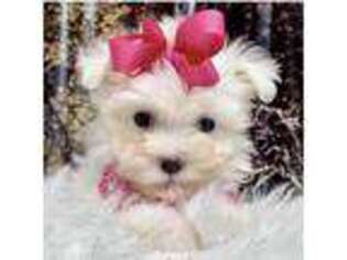 Maltese Puppy for sale in New Albany, MS, USA