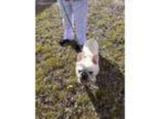 French Bulldog Puppy for sale in Stratford, OK, USA