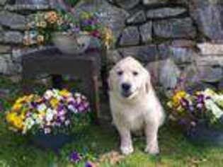 Golden Retriever Puppy for sale in Hendersonville, NC, USA