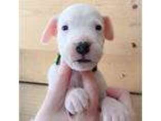 Dogo Argentino Puppy for sale in Newmarket, NH, USA