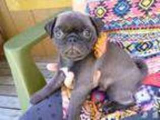 Pug Puppy for sale in LAKE STEVENS, WA, USA
