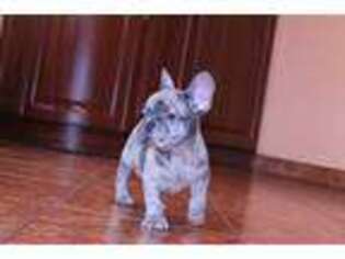 French Bulldog Puppy for sale in Mount Prospect, IL, USA