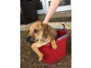 Black Mouth Cur Puppy for sale in BOERNE, TX, USA