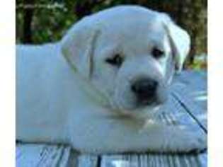 Labrador Retriever Puppy for sale in Platte, SD, USA