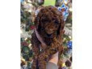 Mutt Puppy for sale in Wendell, NC, USA