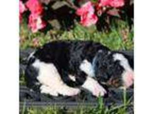Mutt Puppy for sale in Brentwood, TN, USA